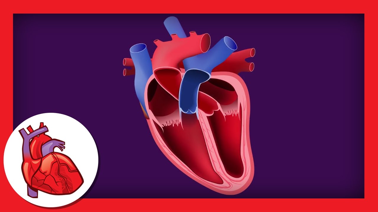 What does the heart do?