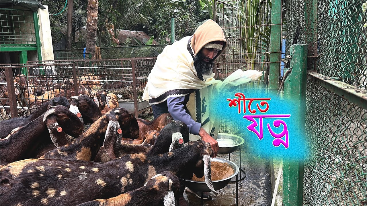 ছাগলের খামারে শীতে প্রয়োজনীয় ব্যবস্থা গ্রহণ করা জরুরী!