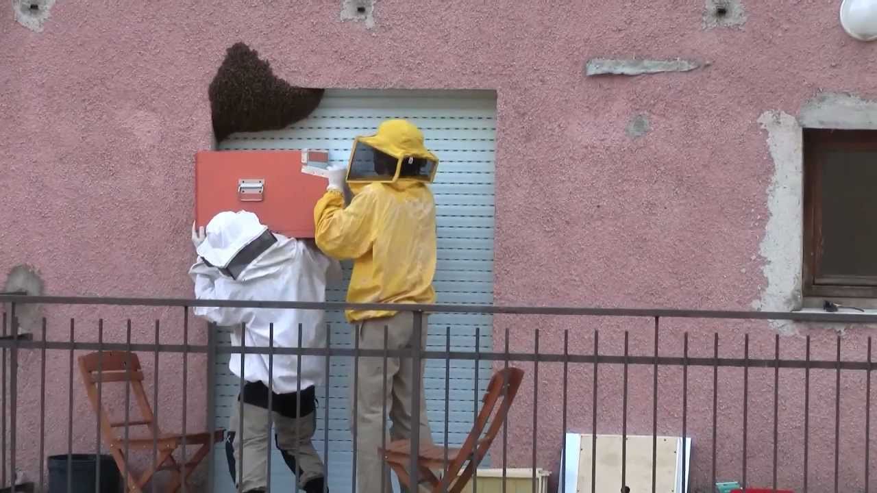 Cattura di uno sciame di api