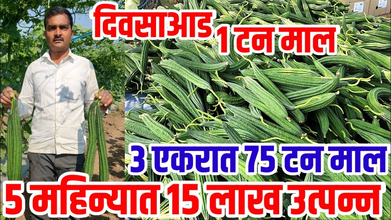 एका दिवसाआड 1 टन माल,5 महिन्यात 15 लाख उत्पन्न,दोडका_लागवड संपूर्ण माहिती व तंत्रज्ञान dodka_lagvad