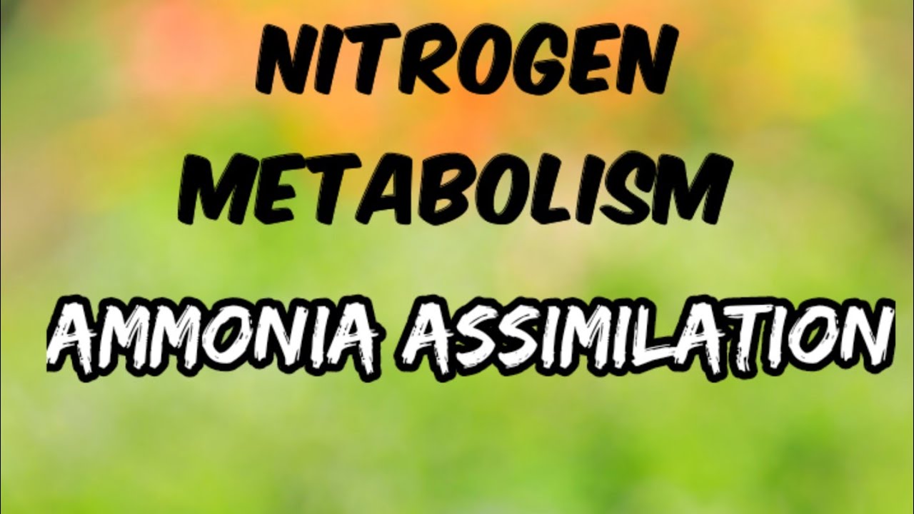Ammonia assimilation || Nitrogen metabolism