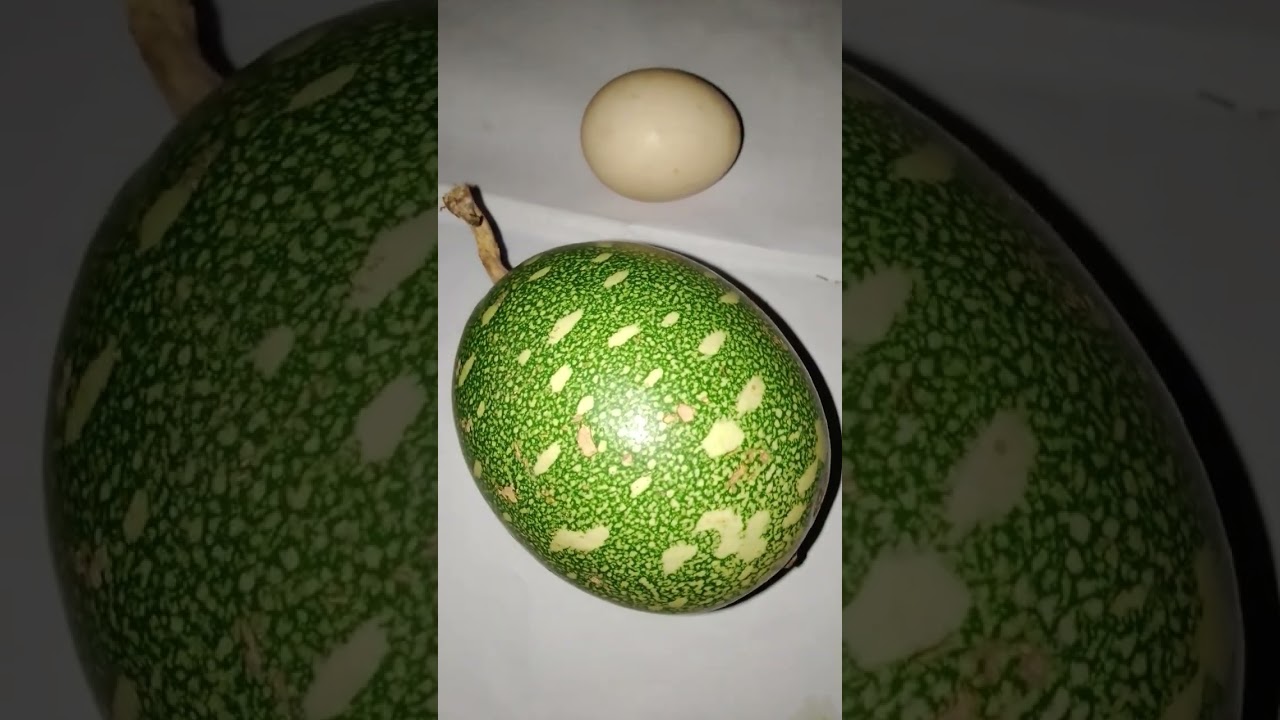 ASEJE  ASINA 💯ASIRI BIBO (2IN1 ) PELU OSE 