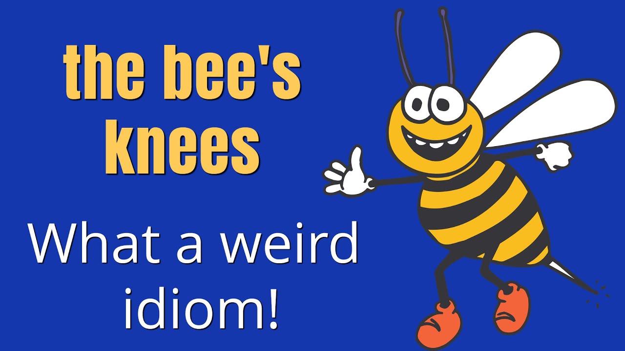 The Bee's knees! A Lesson in False Idiom Origins | Folk Etymology