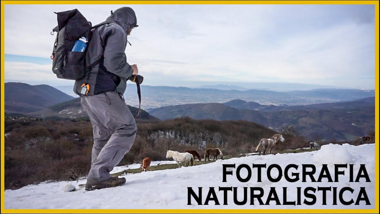 FOTOGRAFARE I CAVALLI SELVAGGI NELLA NEVE • [Monte Maggiore mt 916 slm]