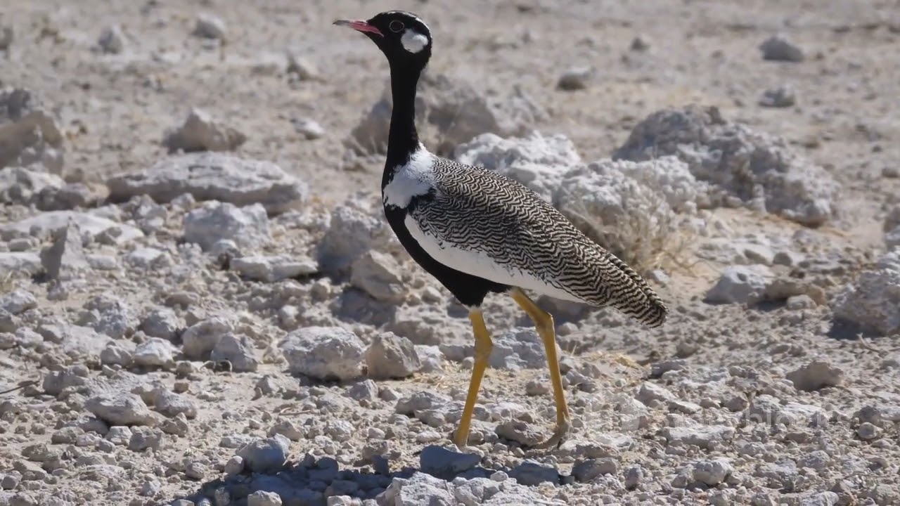Libya&rsquo;s National Parks: Guardians of Wildlife and Natural Beauty #cuteanimal #wildlife
