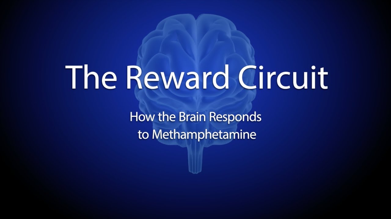 The Reward Circuit: How the Brain Responds to Methamphetamine