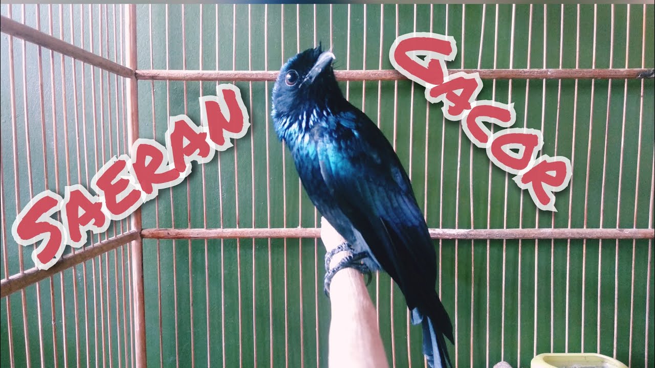 Burung Saeran Raja Bukit Gacor Full Isian//