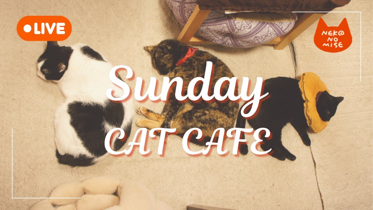 【ライブカメラ】猫カフェの閉店後をこっそり見守るライブ配信☕Relaxing Music & Cats｜2026.２.1