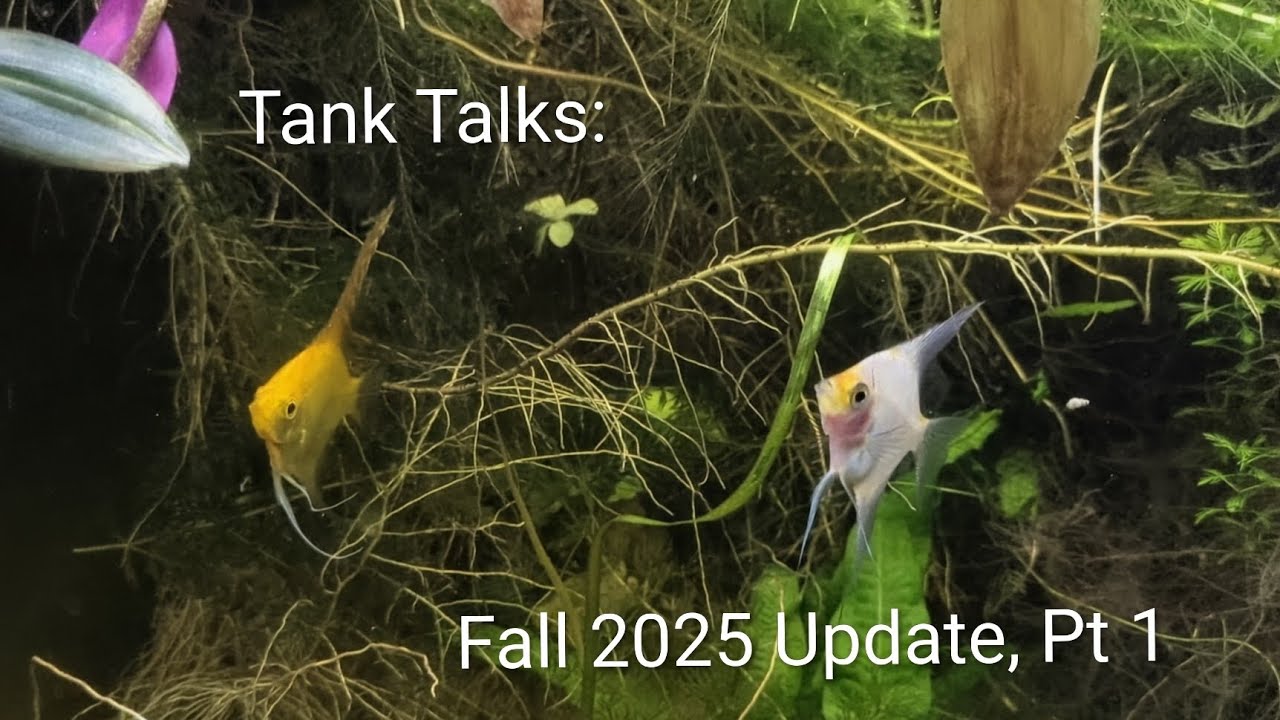 Tank Talks:  Fall Projects and Updates, Pt 1