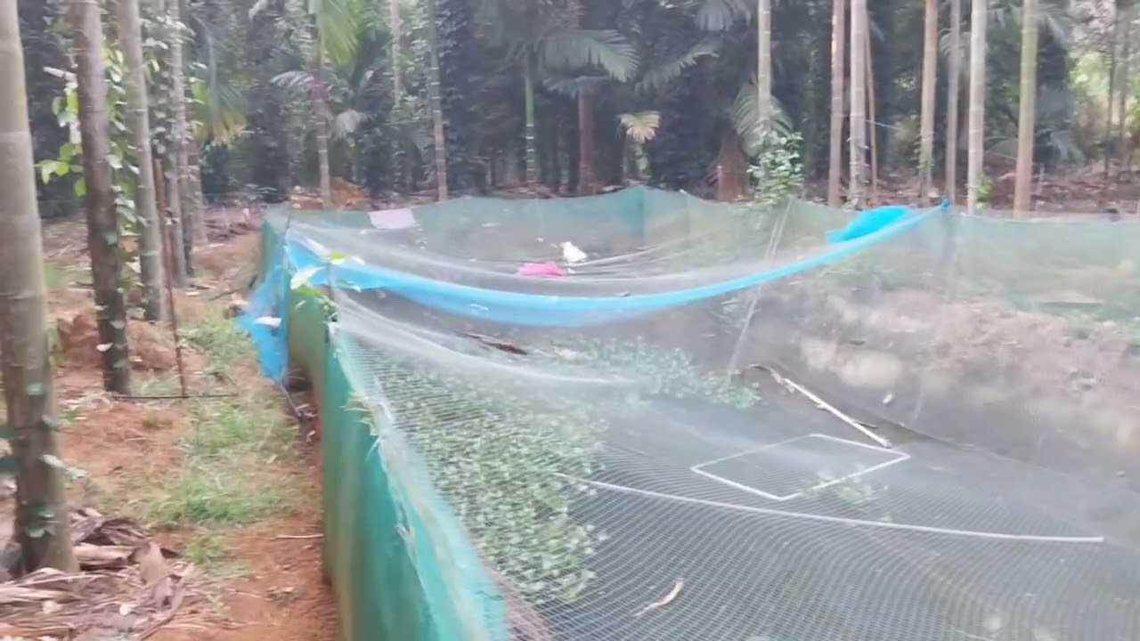 ഒരു വർഷത്തിൽ മൂന്നുലക്ഷം വരുമാനമുള്ള കവുങ്ങും തോട്ടം വിൽപ്പനക്ക്#realestate