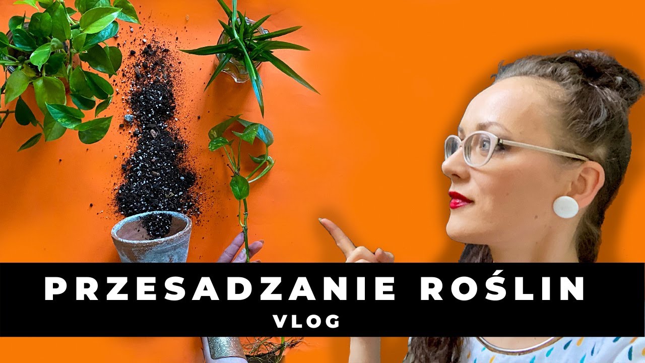 Jak i kiedy przesadzać doniczkowe rośliny domowe ?PRZESADZANIE roślin domowych🌱Jak się przygotować ?
