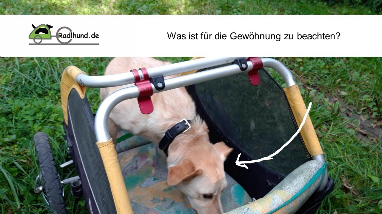 Die Gewöhnung an den Hundeanhänger