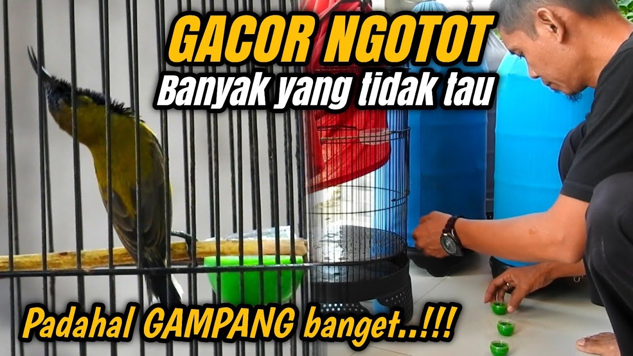 Edan!!! Ternyata cuma begini SOGON MENJADI GACOR NGOTOT NGLEPER