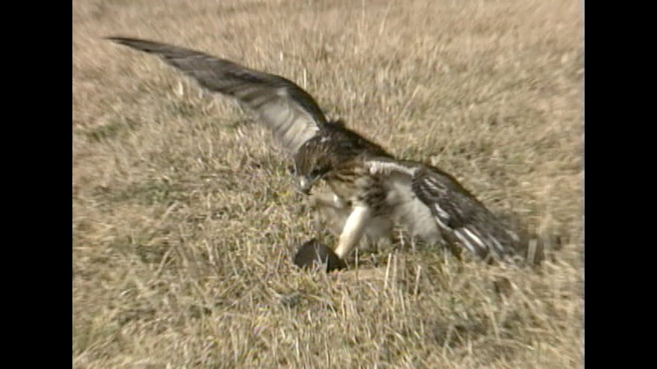 FeatherFlix Bird Video of the Week: Red-tailed Hawk Hunts the Grasslands