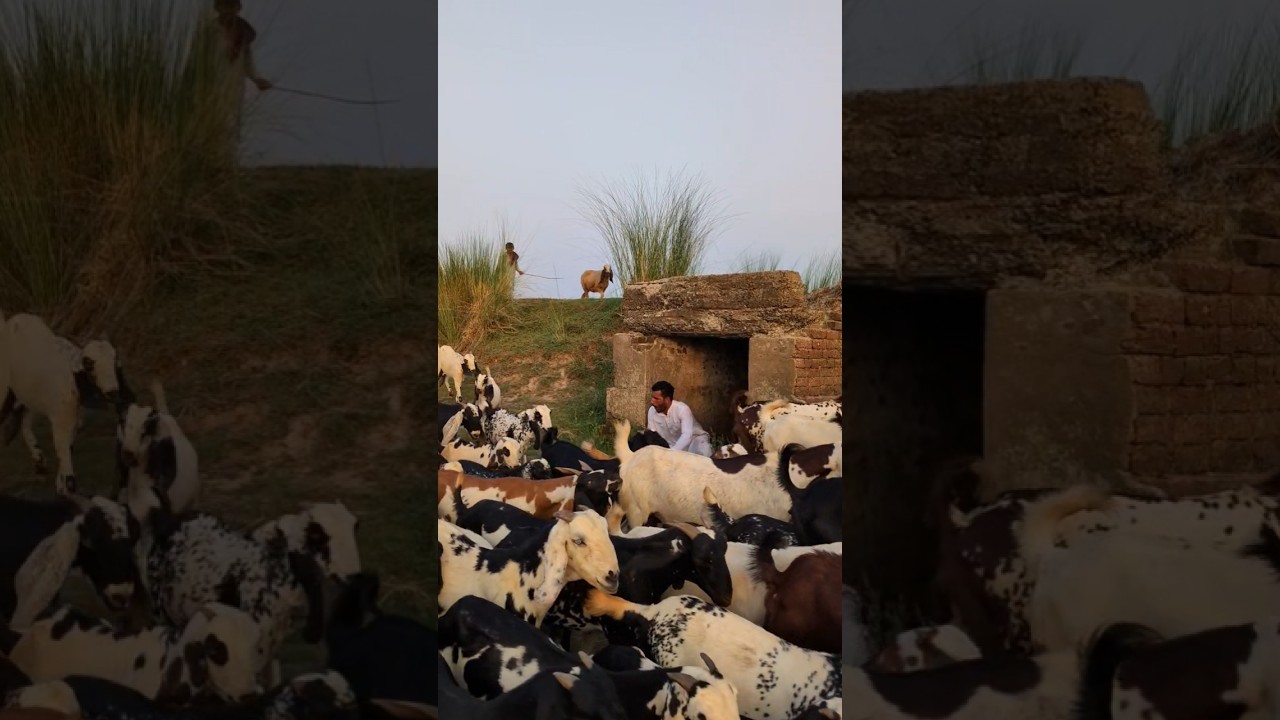 Allah Tala ke madad 😭 #ytshorts #news #prayer #today #trending #emotional #shorts