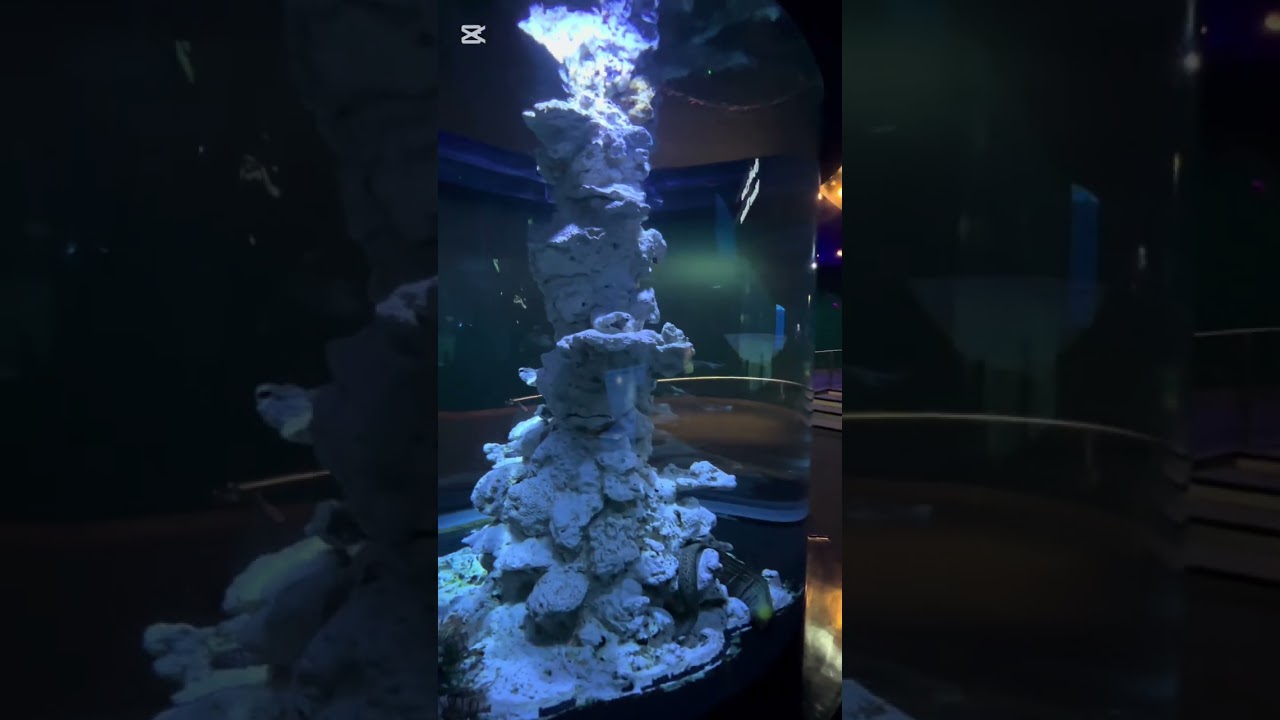 Sharjah Aquarium Visit (so far best aquarium that we visited)