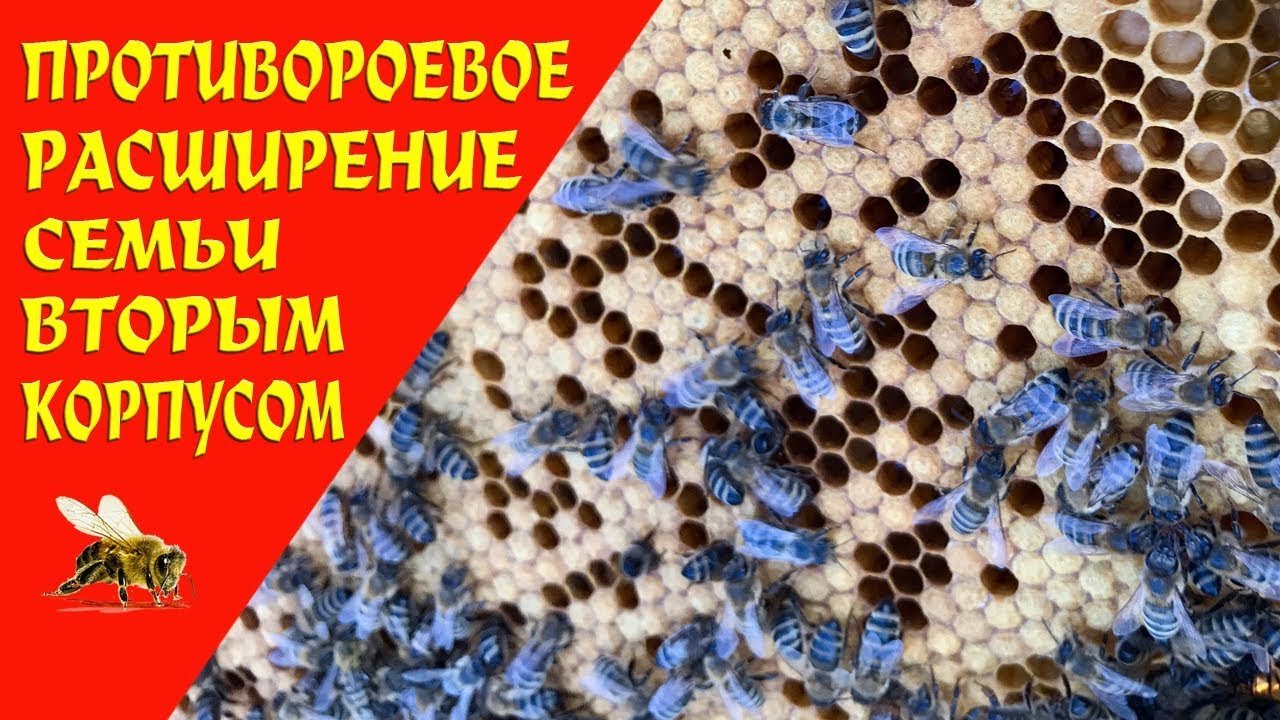 Противороевое расширение семьи вторым корпусом на рамку 300.