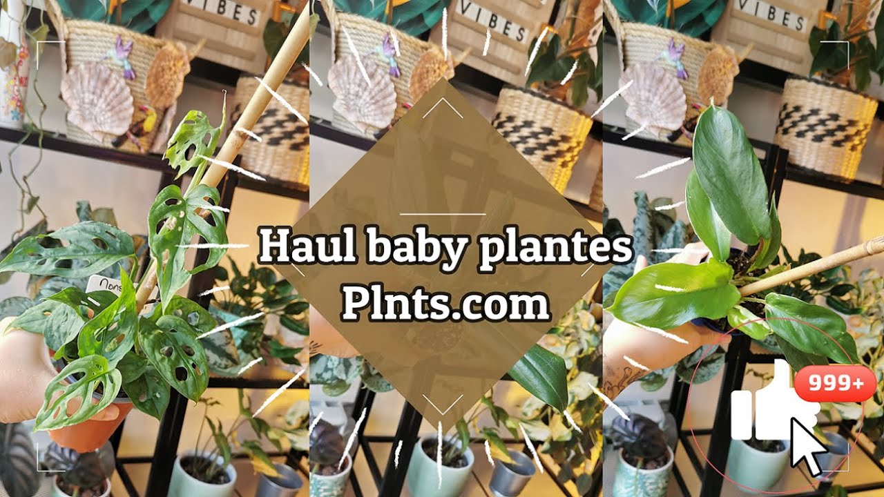 Haul baby plantes - Plnts.com