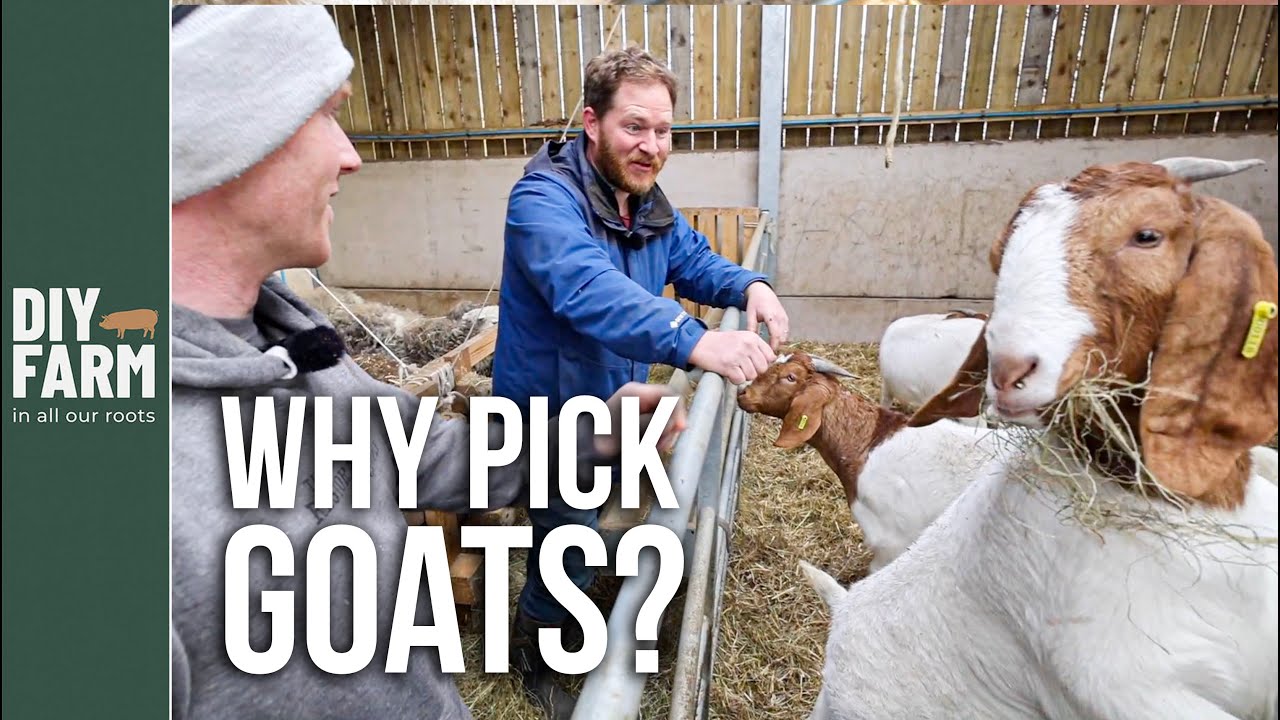 WHY FARM GOATS? - I went back for MORE BOER! 🐐
