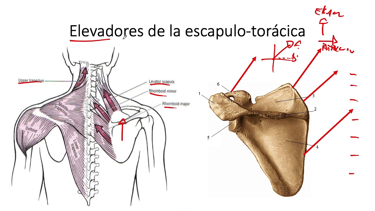 Función Muscular del Hombro