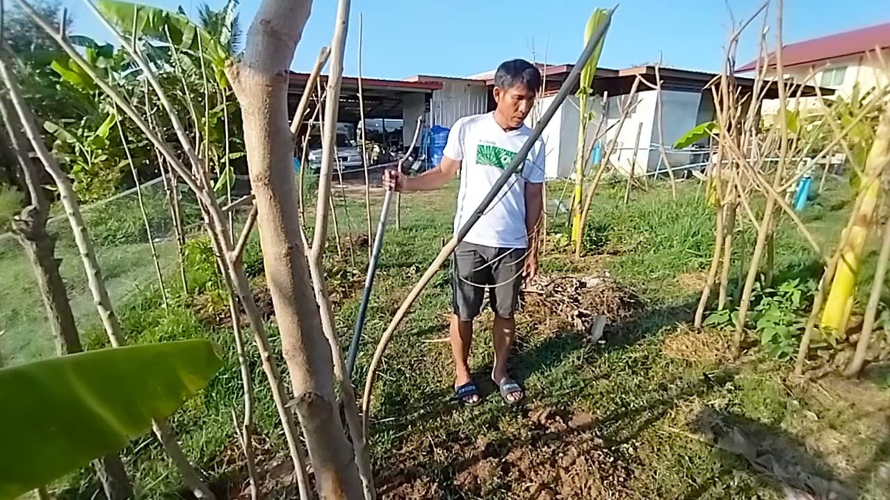 #เตรียมดินไว้ปลูกพืชผักระยะสั้น