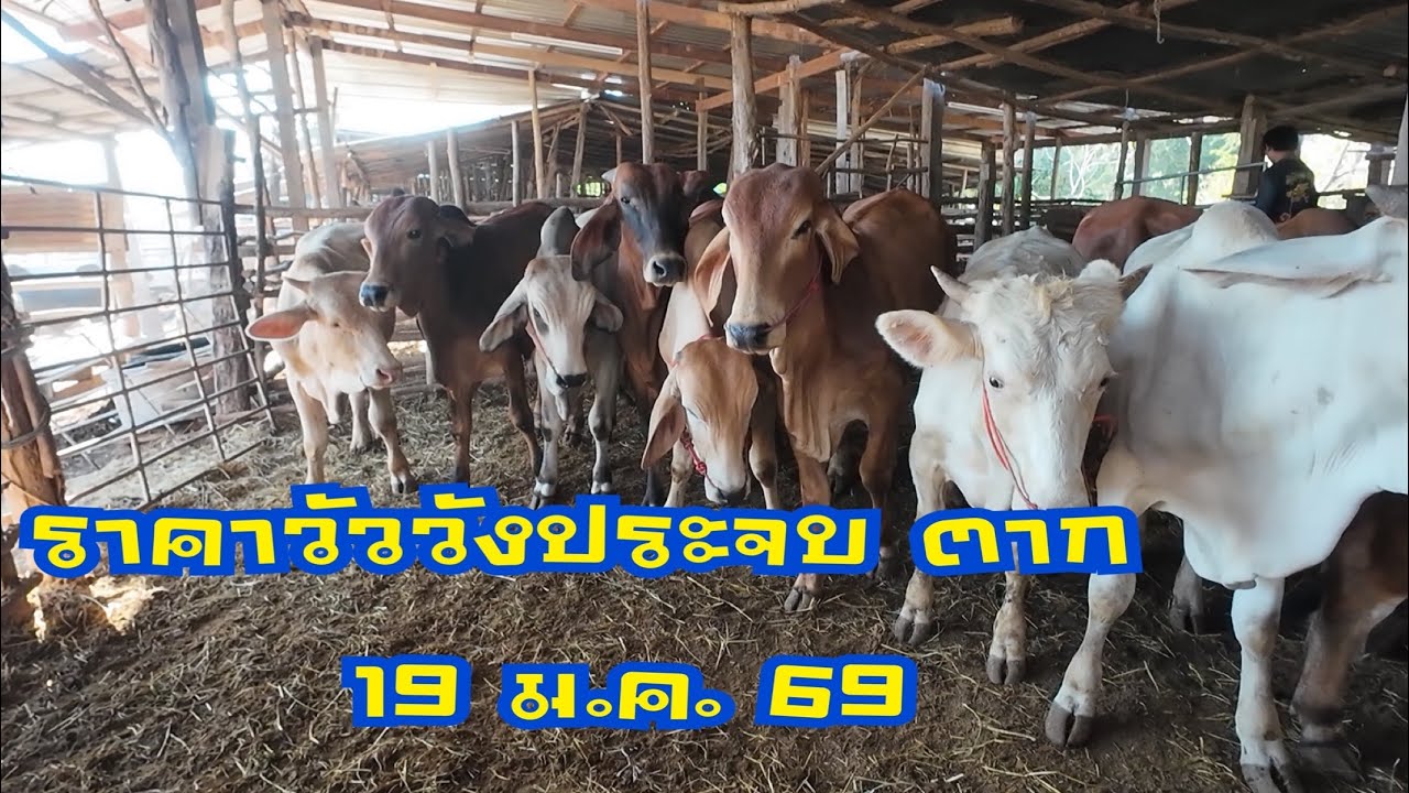 ราคาวัวตลาดนัดโคกระบือวังประจบ ตาก ( 19 มกราคม 2569 )