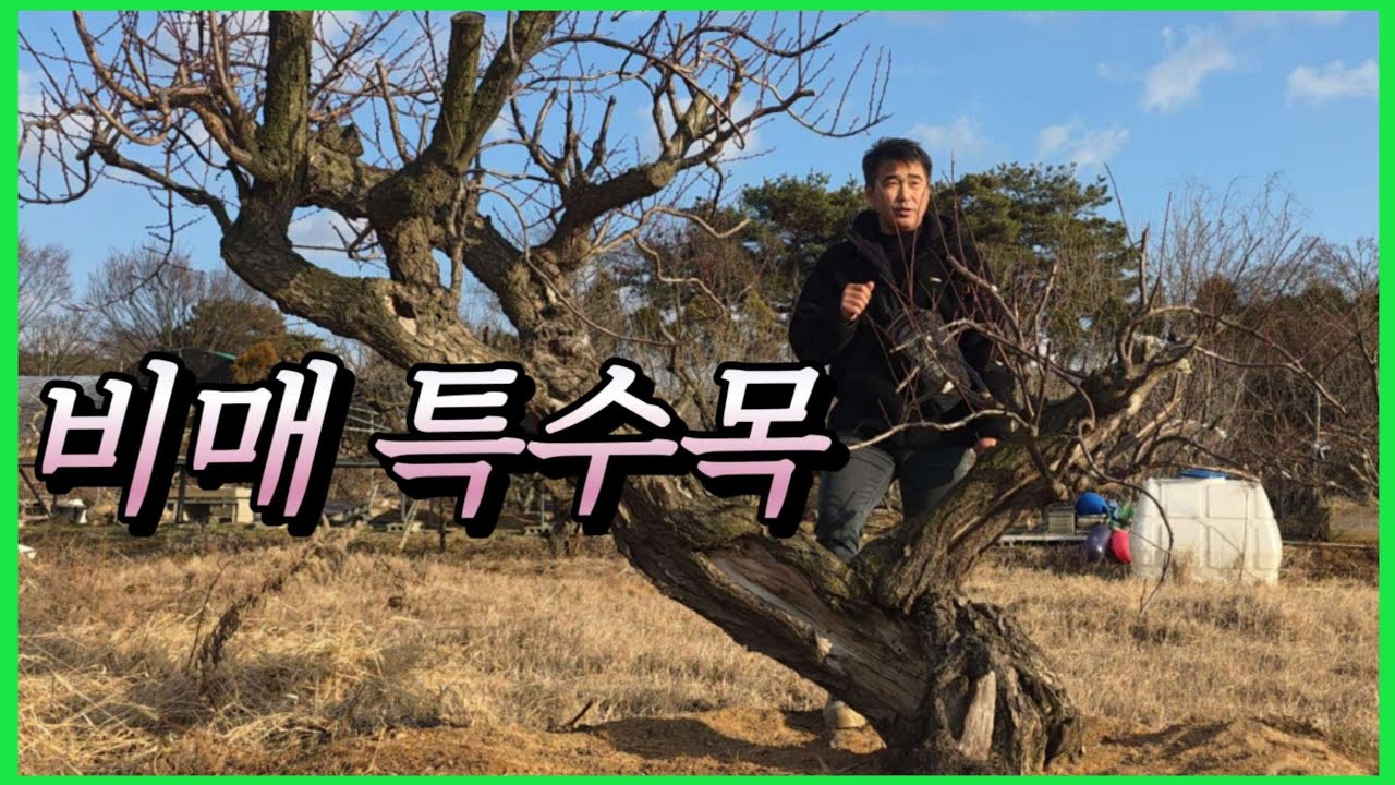 1399번 #매화나무 {{{판매중}}}#비매 특수목 선홍빛의 비매 특수목 소장하세요/ 판매가격은 더보기란에 #특수목 #정원수판매 #홍매