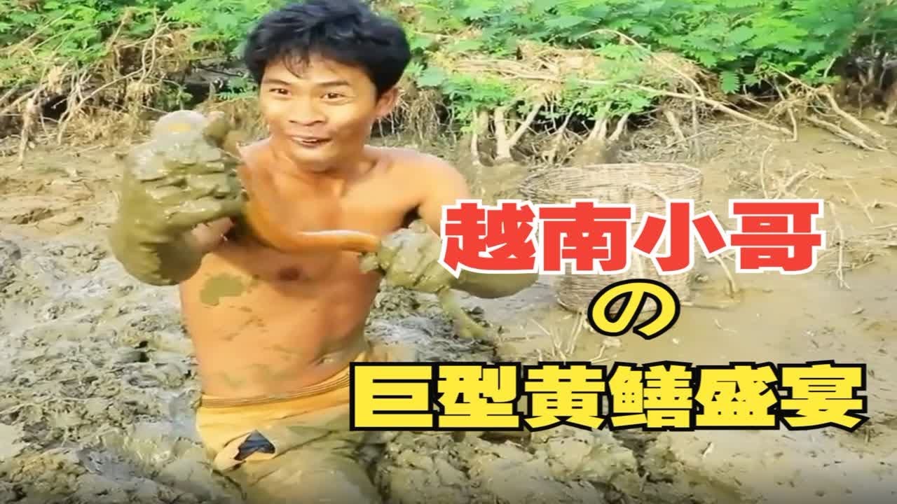 越南小哥淤泥捕捞，一亩地卖50000元的黄鳝，您会爱上这美味吗？
