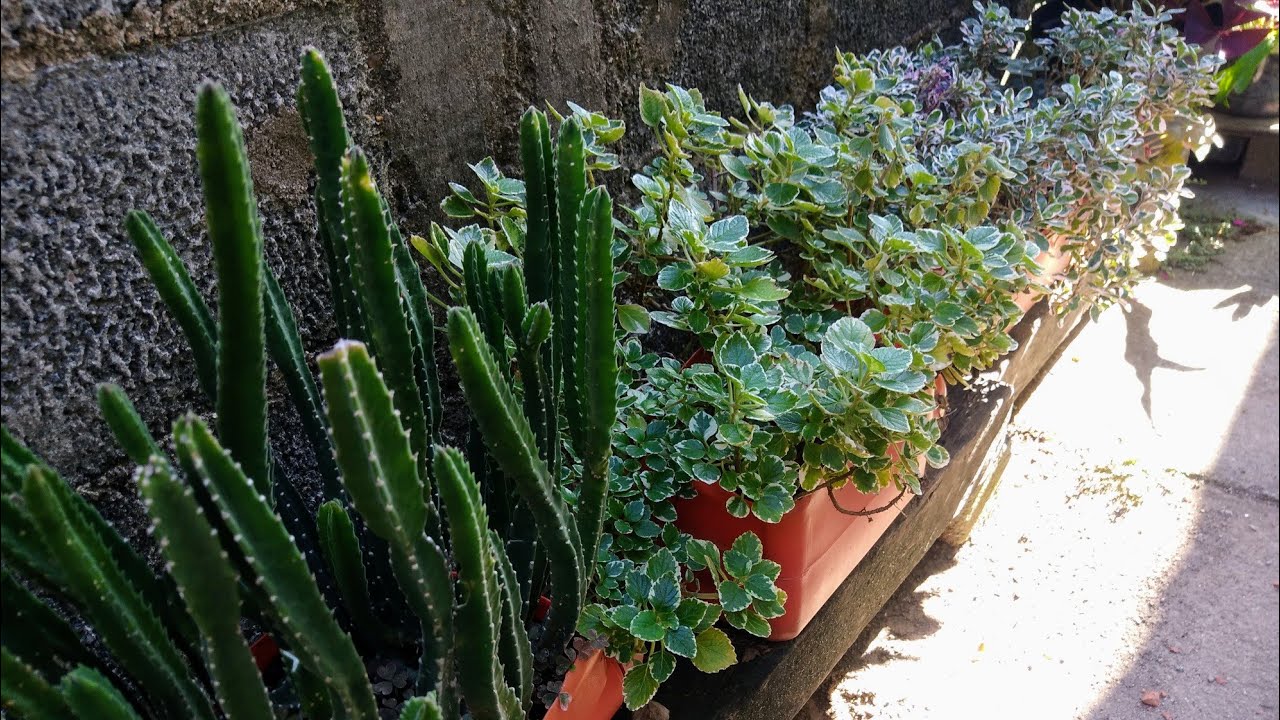 Cultivar Plantas &eacute; uma terapia|nos ajuda a viver melhor