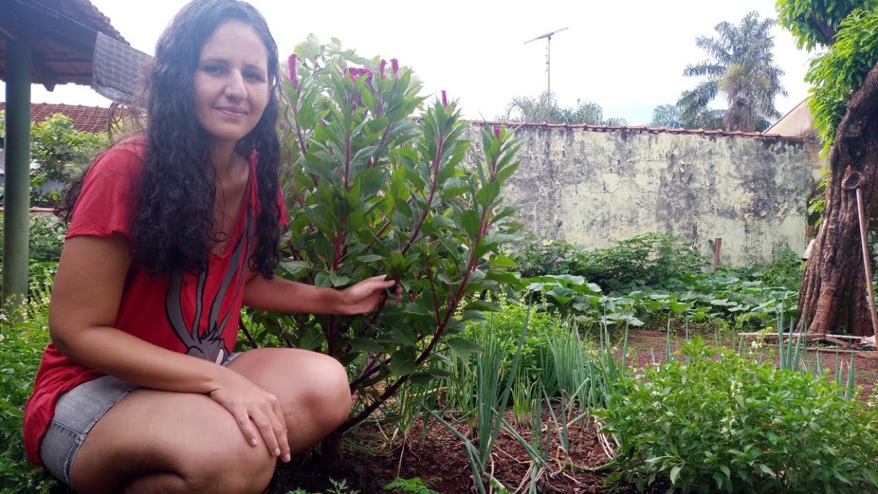 O que tem Plantado no meu Quintal