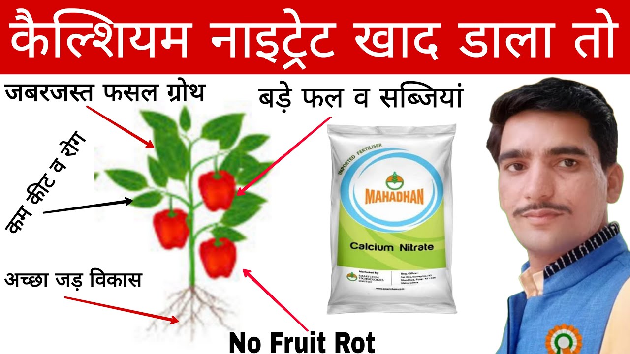 सब्जियों की खेती करते हैं | तो जान लो कैल्शियम नाइट्रेट खाद का सही उपयोग | calcium nitrate khad |