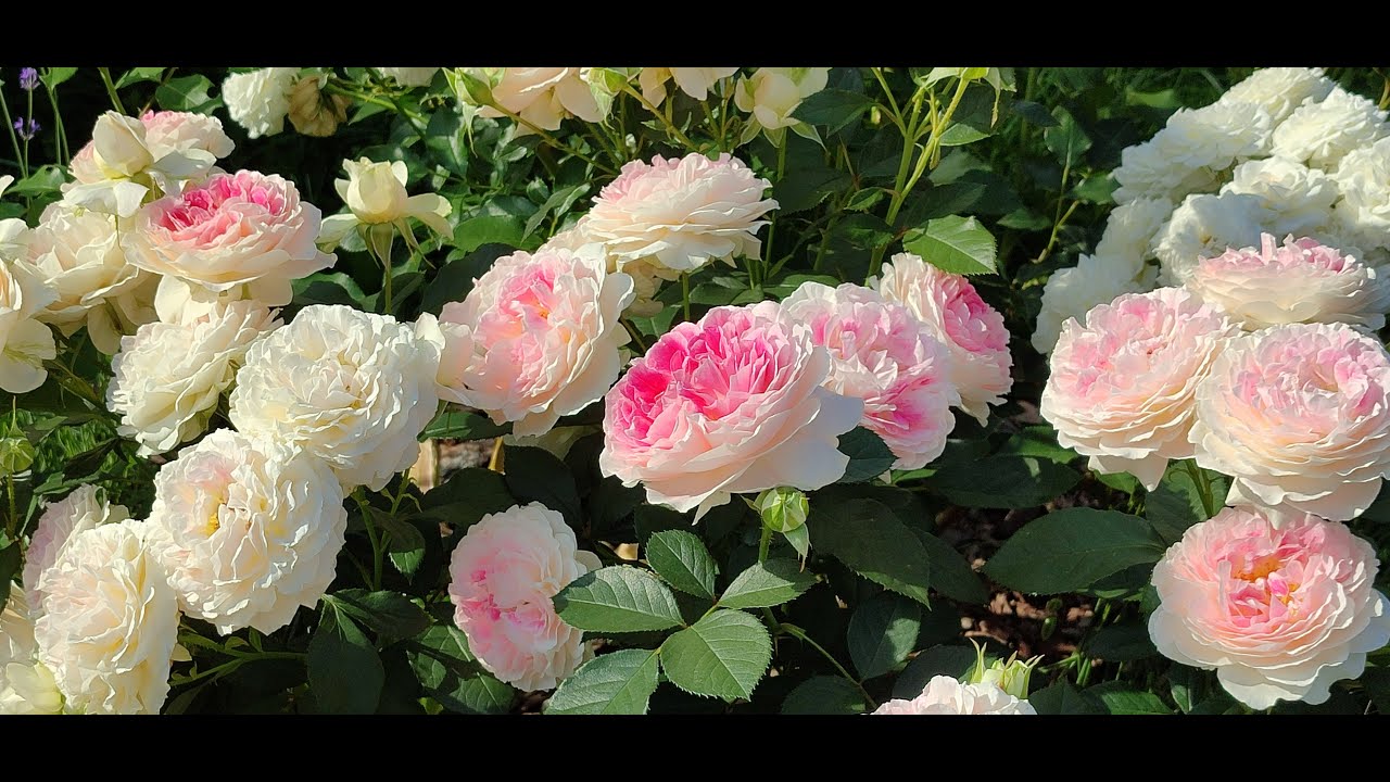 Цветение роз в Подмосковье (5.07). Некоторые розы вызывают ПРИЯТНЫЙ ШОК🤗🌹🌹🌹