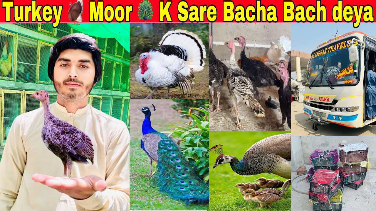 Turkey k Sab Chikes Bach Deya 🎁🎁 Garmi k Mosam me Birds ki care