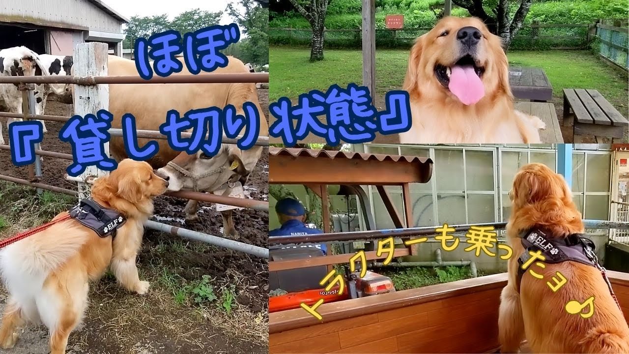 【成田ゆめ牧場】犬も『トラクター』に乗せてくれるの？！　ゴールデンレトリバーエルちゃん