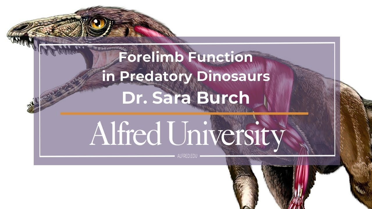 Forelimb Function in Predatory Dinosaurs with Dr. Sara Burch