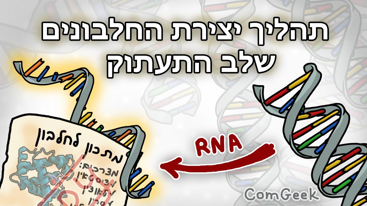 על תהליך יצירת החלבונים בתא | שלב התעתוק