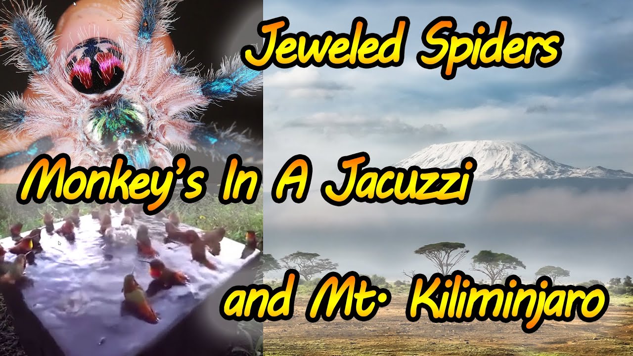 Jeweled Tarantula, Humming Bird Pool Party and More Awesome Reasons Nature is Freaking Lit!