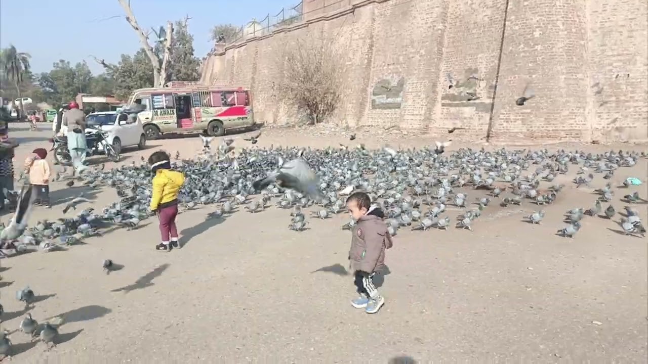 Multan play with birds at darbar shreef