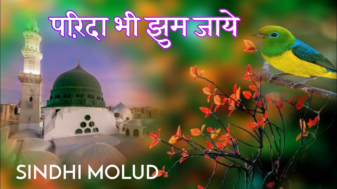 Sindhi Molud Sharif/Amazing Sindhi Molud Sharif