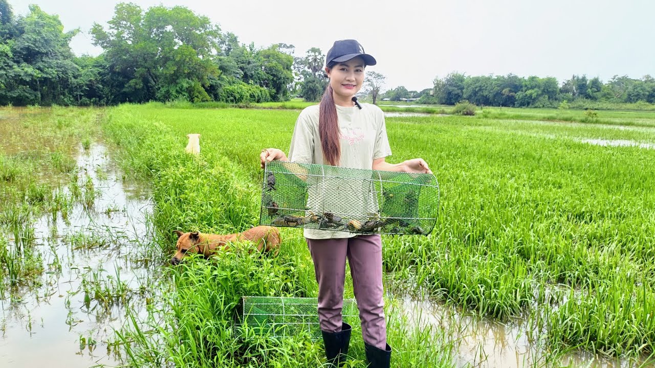 ใส่ลอบดักปลาในนาข้าว  ไปกับสาวลาว