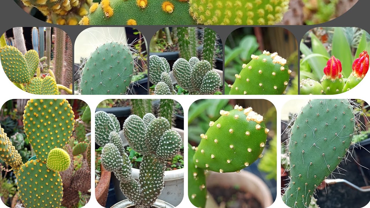 CACTO Opuntia: ou
