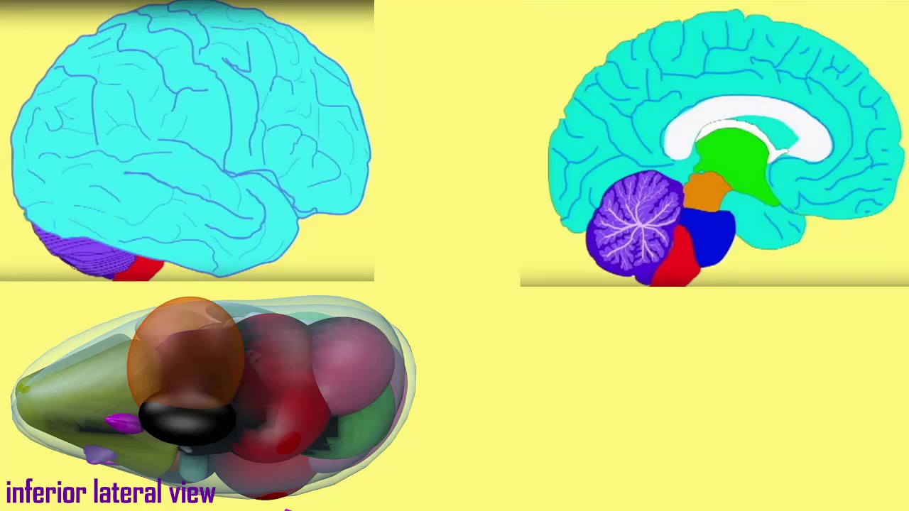 pathway of taste in the brain