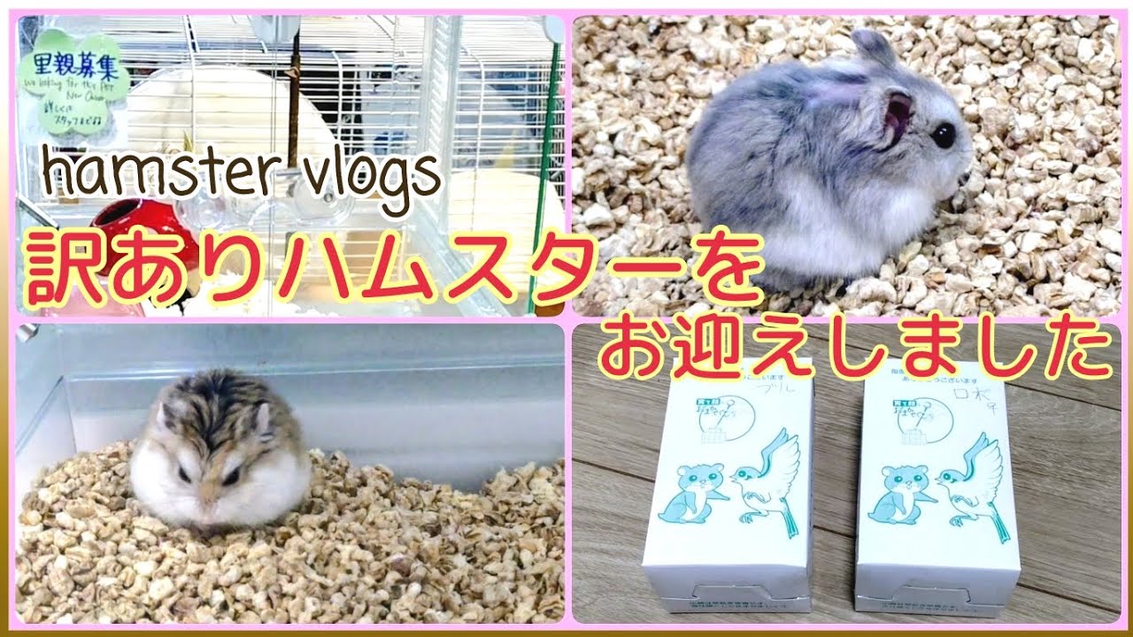 【訳ありハムスターを里親募集でお迎えしました!】 #hamster #小動物  #vlog 