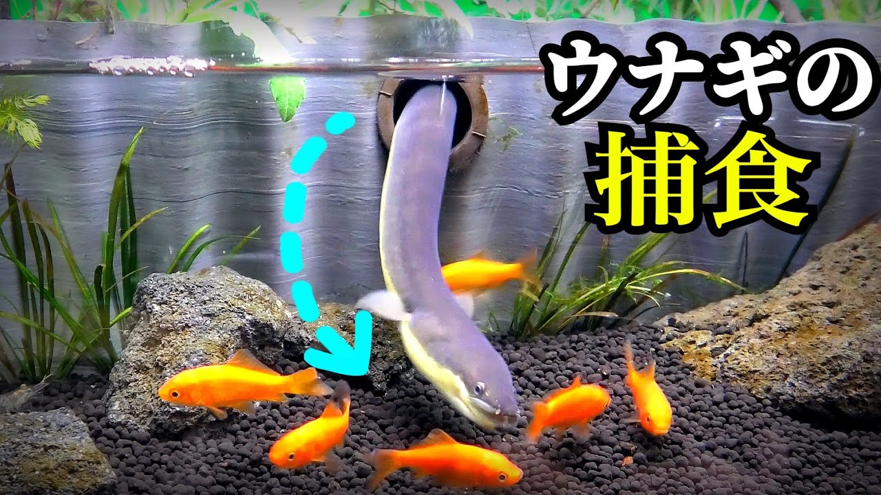 ウナギの水槽に金魚を入れる。