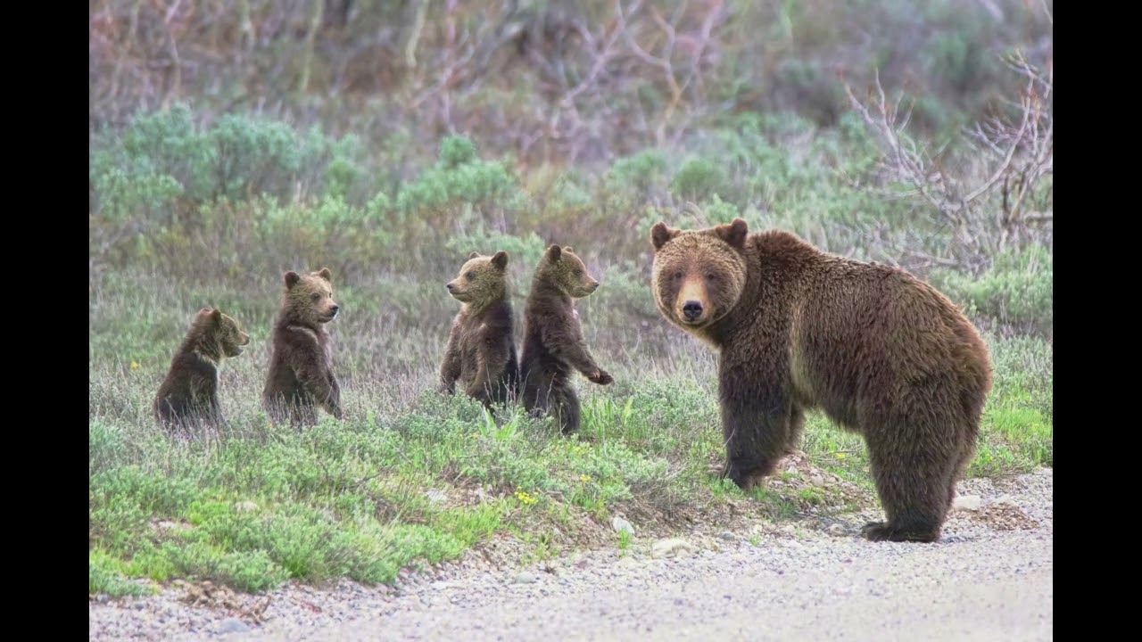 Grizzly 399 Farewell to the Greatest Grizzly Mother of all time