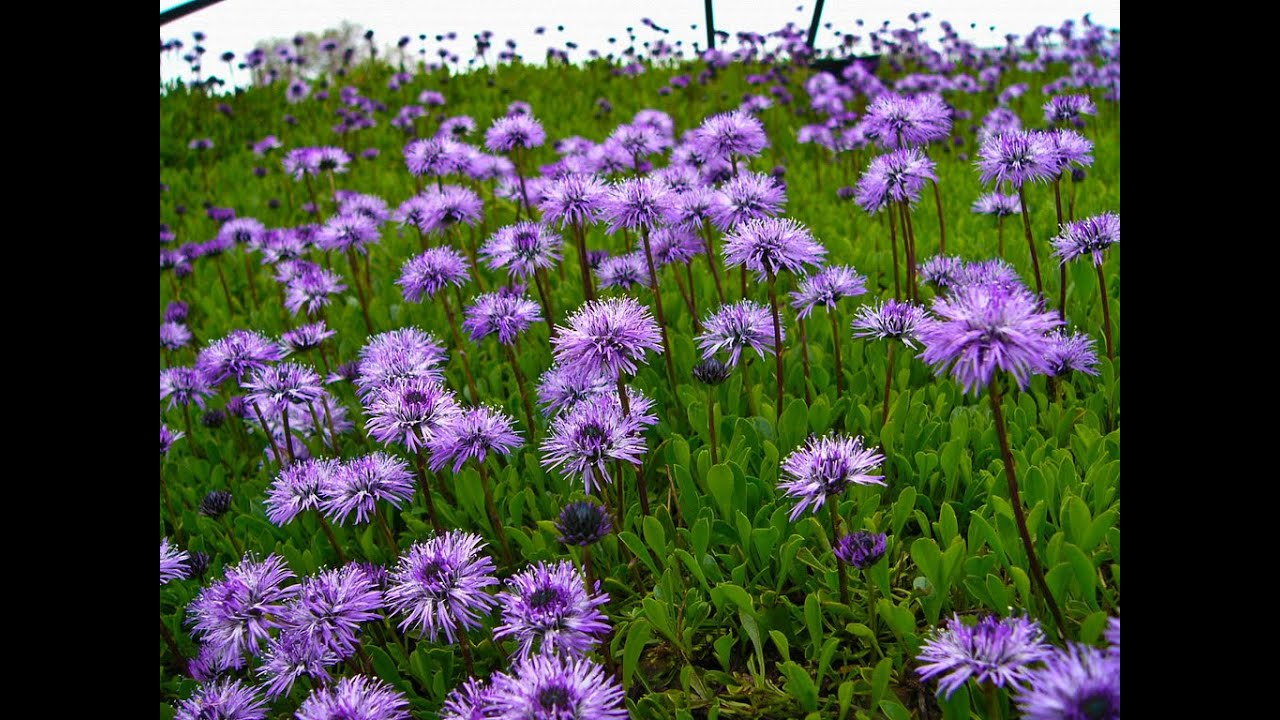 Kulnik Sercolistny - Globularia Codrifolia