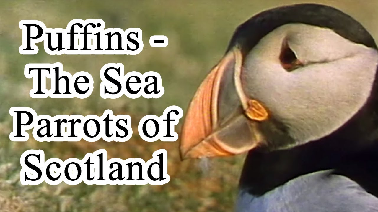 Puffins - The Sea Parrots of Scotland