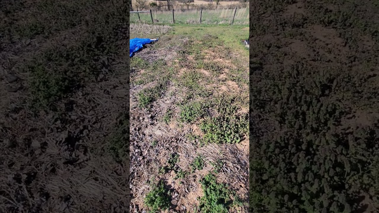 This Happens When You Don't Plant a Cover Crop #shorts #gardening