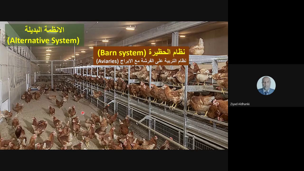 المحاضرة الثامنة / ادارة وانتاج طيور داجنة / انظمة تربية الدجاج البياض