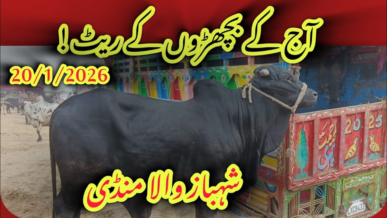 Mandi Shahbaz Wala Bachray Latest Rates Today | Qavi Baba Bahawalnagar | Live Update